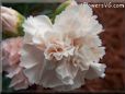 light peach color carnation flower