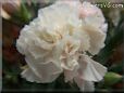 light peach color carnation flower