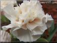 light peach color carnation flower