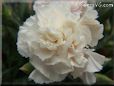 light peach color carnation flower