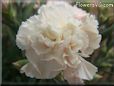 light peach color carnation flower