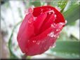 red tulip flower with snow