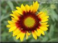 yellow red blanketflower