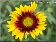 yellow red blanketflower
