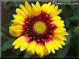 yellow red blanket flower