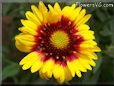 yellow red blanket flower