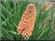 red hot poker kniphofia flower