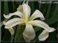 white yellow iris flower