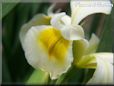white yellow iris
