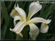 white yellow iris flower