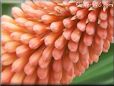 red kniphofia flower