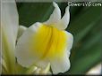 white yellow iris flower