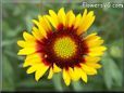 yellow red blanketflower