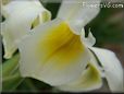 white yellow iris flower