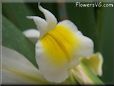 white yellow iris flower