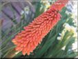 red kniphofia flower