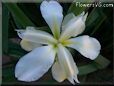 white yellow iris flower