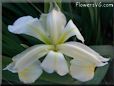 white yellow iris flower