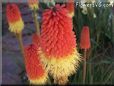 red yellow kniphofia flower