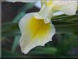 white yellow iris flower