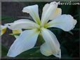 white yellow iris flower