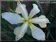 white yellow iris flower