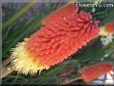 red yellow kniphofia flower