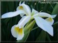 white yellow iris flower