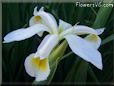 white yellow iris flower