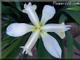 white yellow iris flower