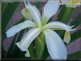 white yellow iris flower