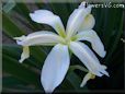 white yellow iris flower