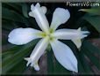 white yellow iris flower