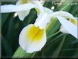 white yellow iris flower