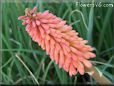 red kniphofia flower