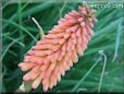 red kniphofia flower