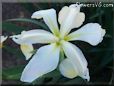 white yellow iris flower