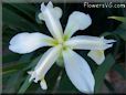 white yellow iris flower