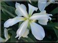 white yellow iris flower