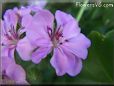 pink geranium flower