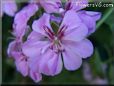 pink geranium flower