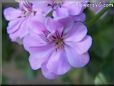 pink geranium flower