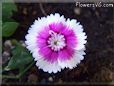 pink white dianthus picture