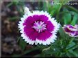 pink white dianthus flower