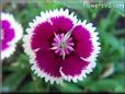 pink white dianthus flower