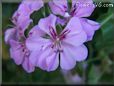 pink geranium flower