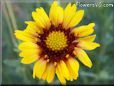 yellow red blanket flower