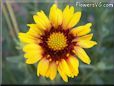 yellow red blanket flower