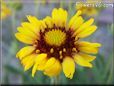 yellow red blanket flower