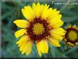 yellow blanket flower